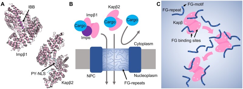 Fig. 1.