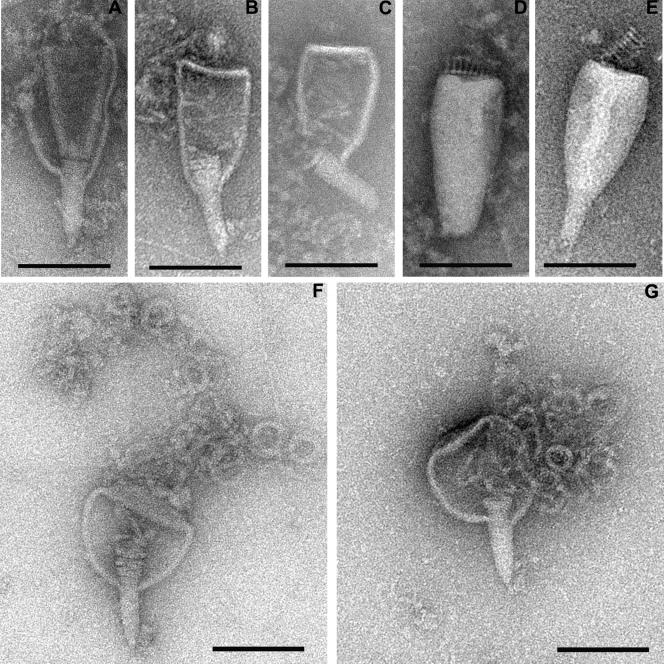 FIG. 5.