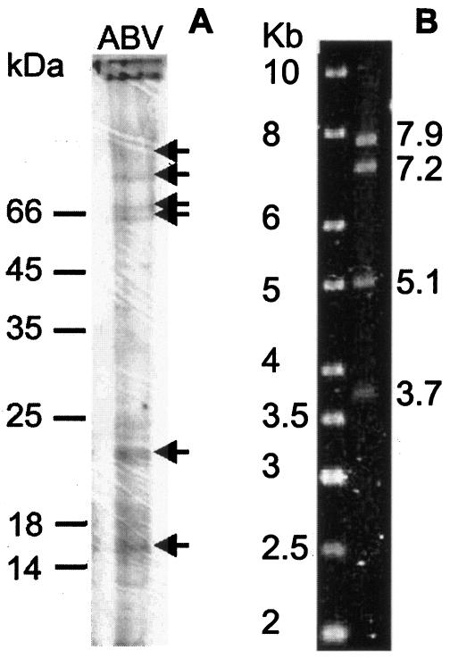 FIG. 3.