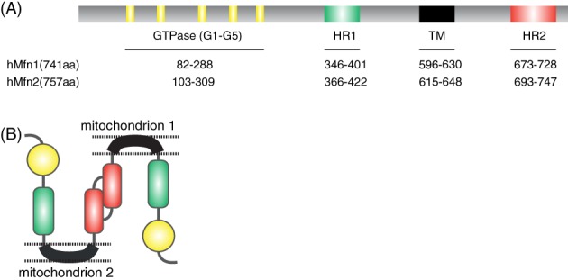 BRV-12378-FIG-0002-c