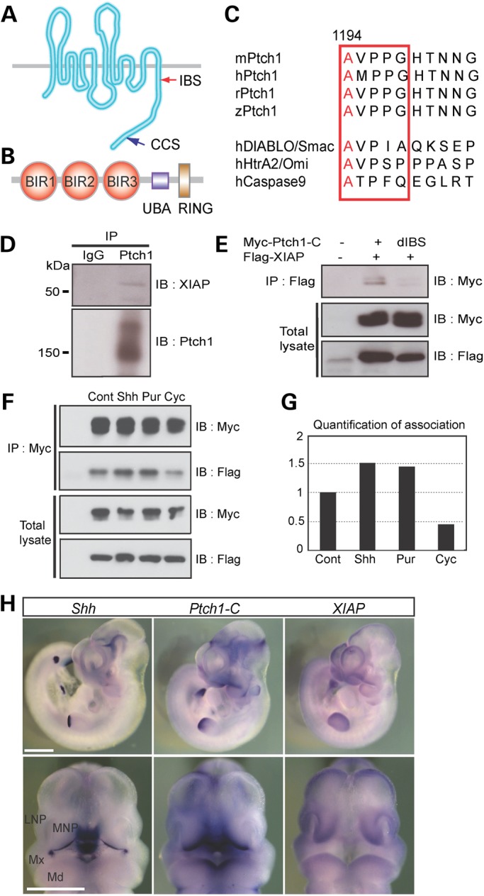 Figure 4.