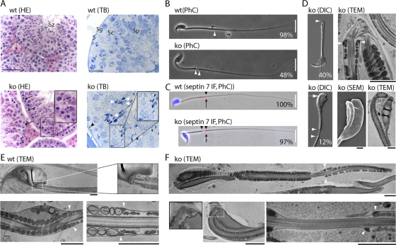 Fig 10