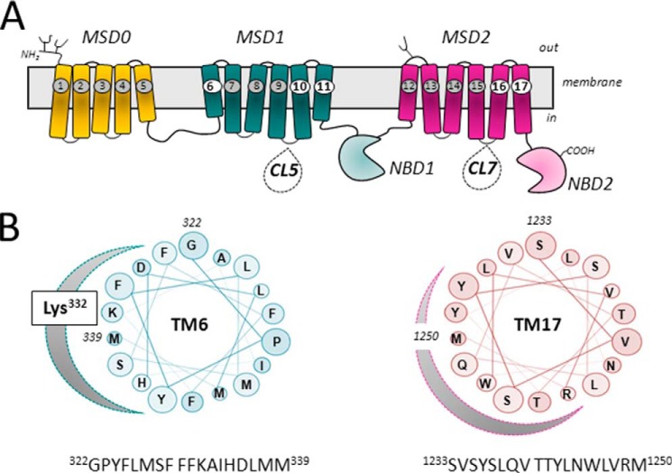 Multidrug Resistance Protein 1 (MRP1, ABCC1), a “Multitasking” ATP ...