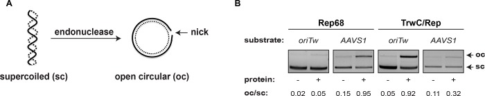 Fig 5