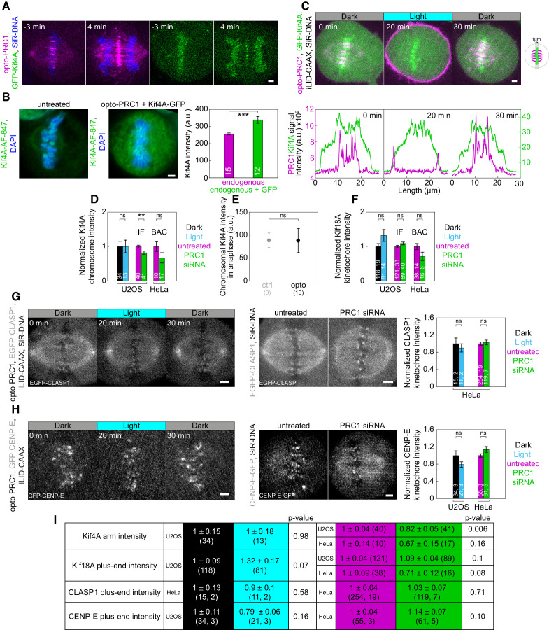 Figure 5—figure supplement 2.