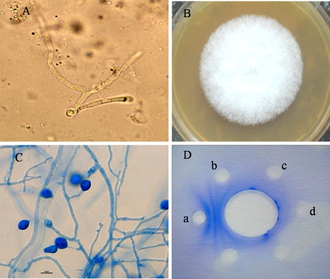 Fig 2