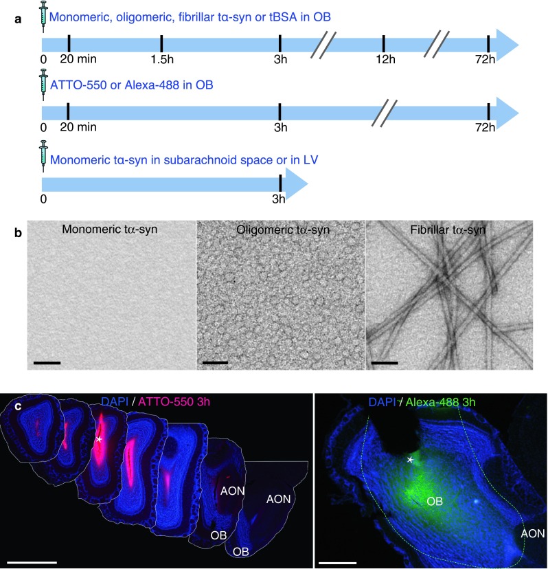 Fig. 1