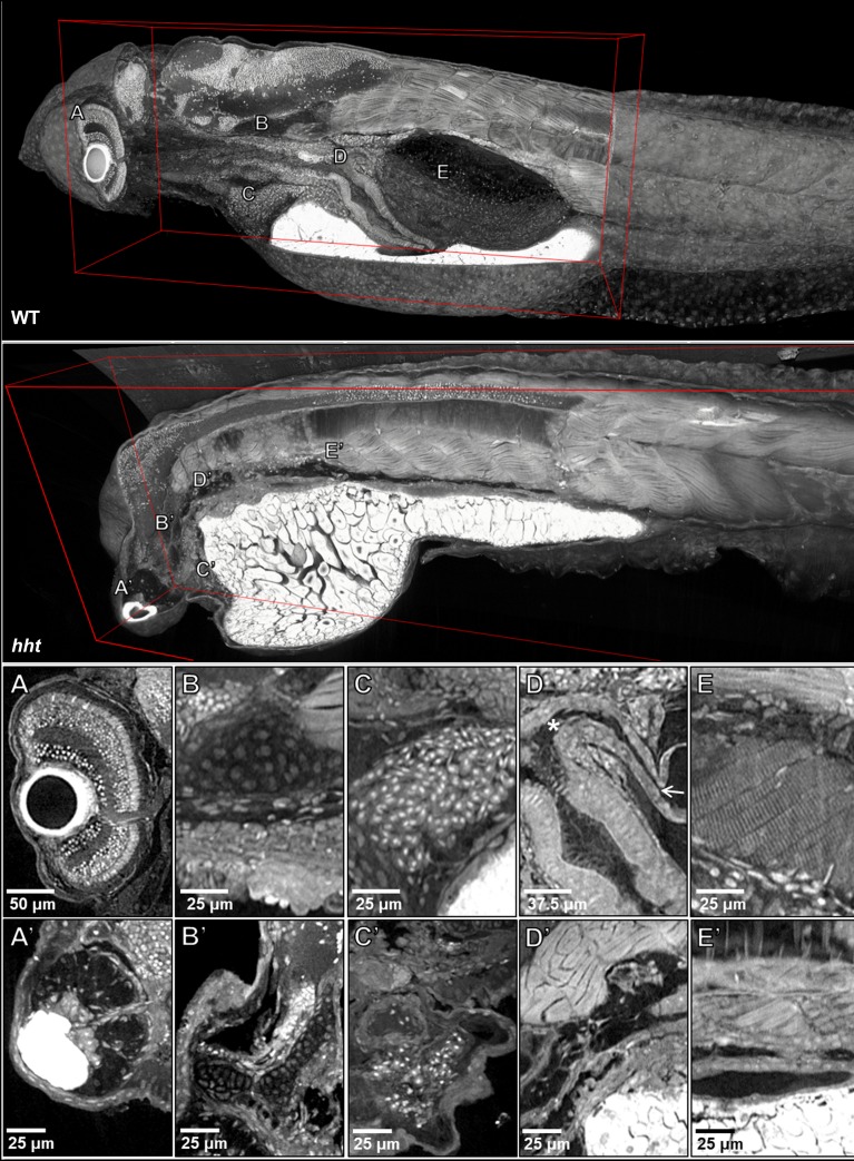 Figure 6.