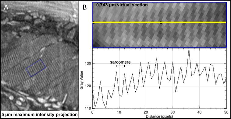 Figure 3—figure supplement 1.