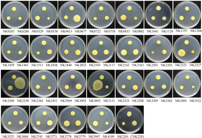 FIGURE 3