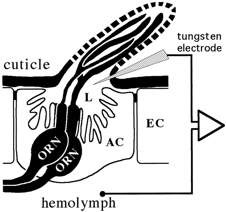 Fig. 2.