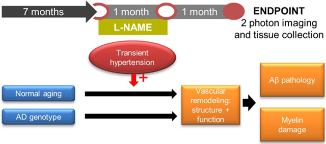 graphic file with name nihms-1677023-f0001.jpg