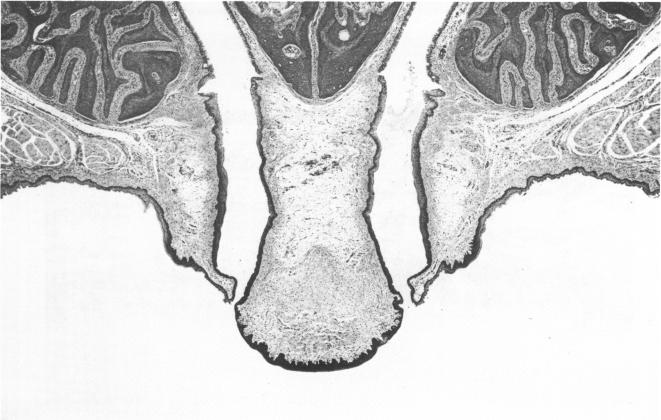 PLATE 4.