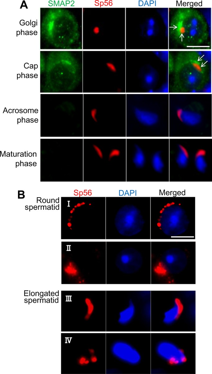 FIGURE 4: