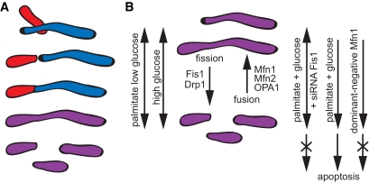 FIG. 1.