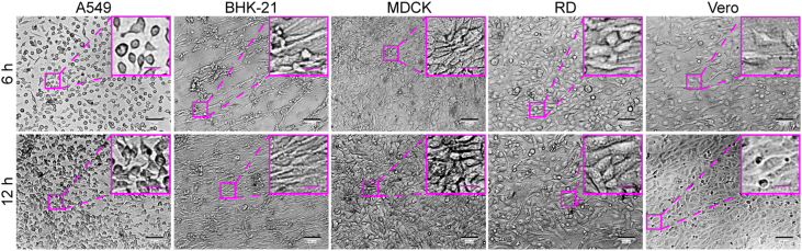 Fig. 4