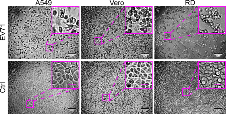 Supplementary Figure 1