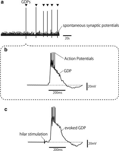 Fig. 1