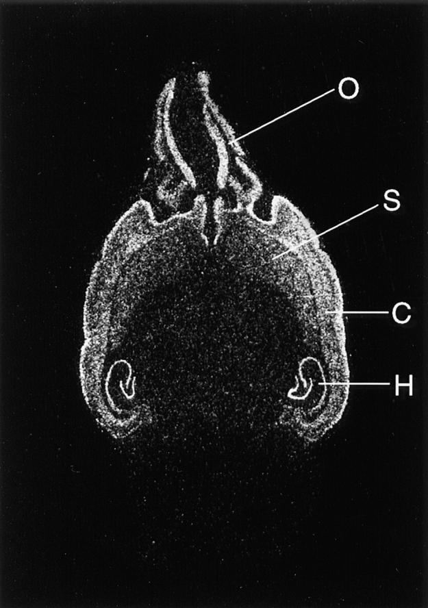 Figure 8