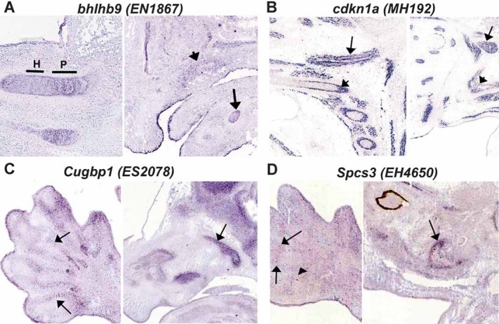 Fig. 7