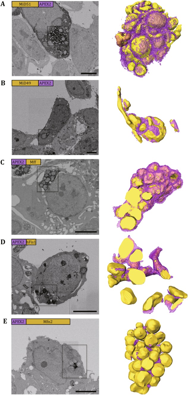 Fig. 3