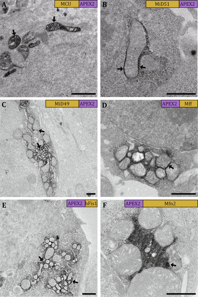 Fig. 2