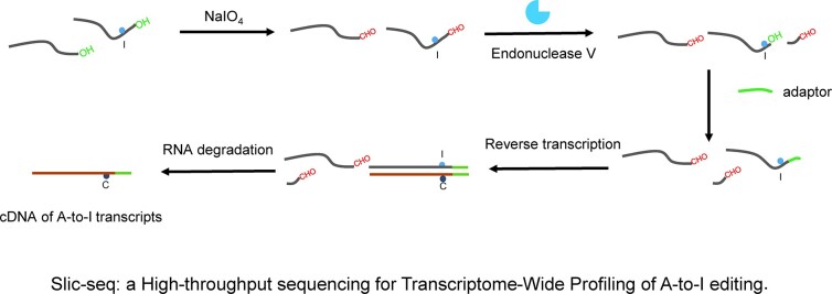 Graphical Abstract