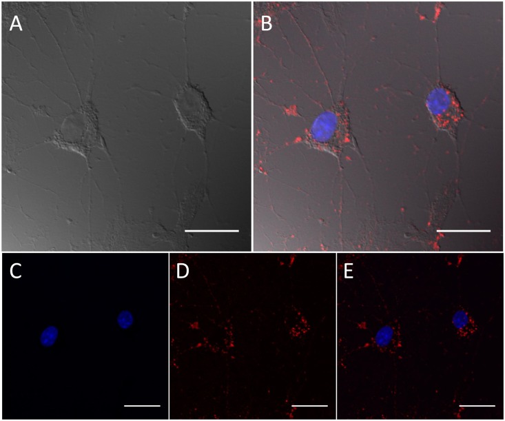 Fig 9