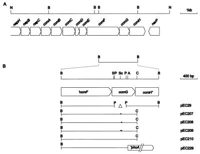 FIG. 1