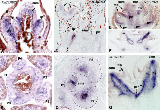 Figure 6.