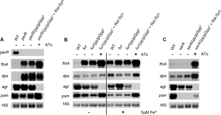 Fig 5