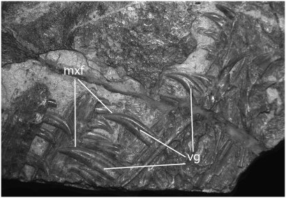 Fig. 2.