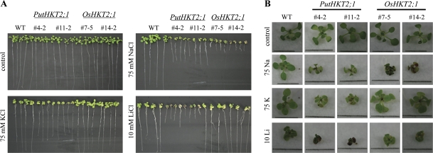 Fig. 7.