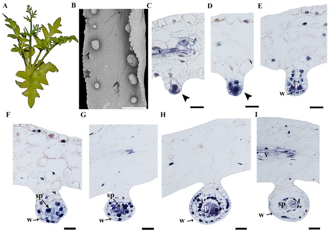 Fig. 6.