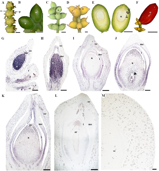 Fig. 5