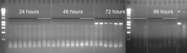 Figure 4—figure supplement 1.