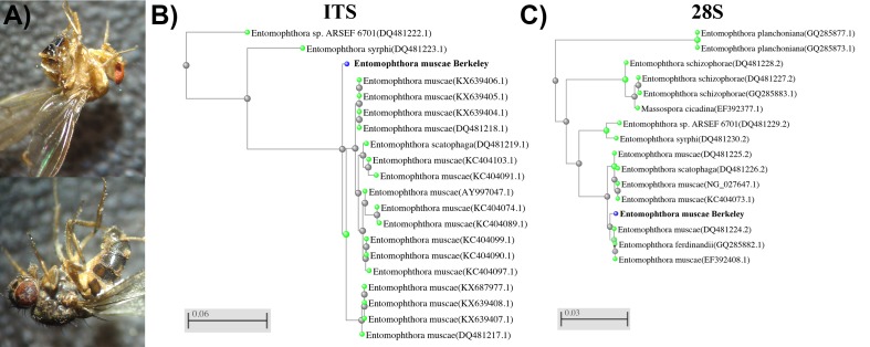 Figure 1—figure supplement 1.