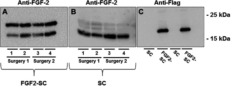 Fig 1.