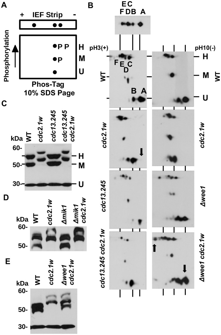 Two Distinct Cdc2 Pools Regulate Cell Cycle Progression and the DNA ...