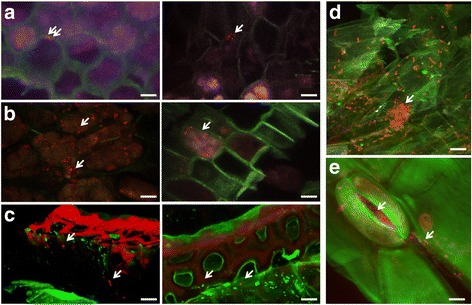 Fig. 9