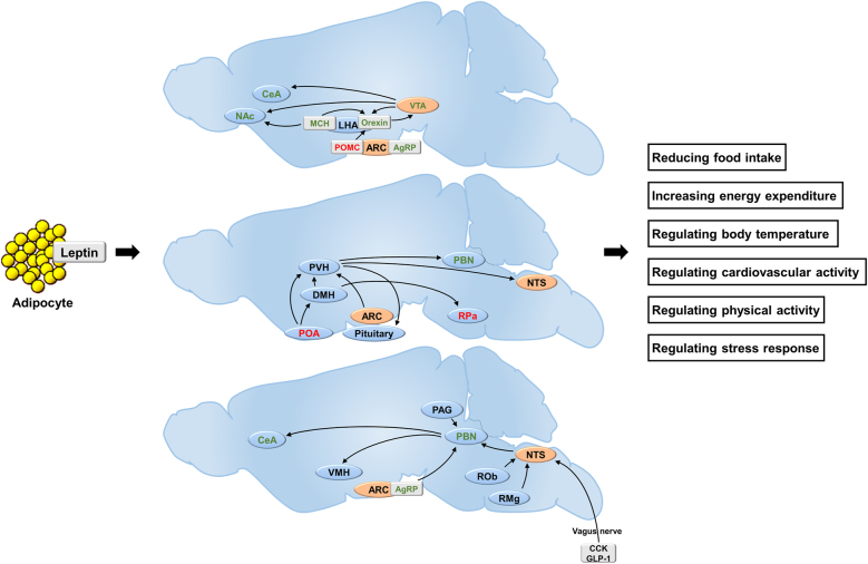 Figure 1: