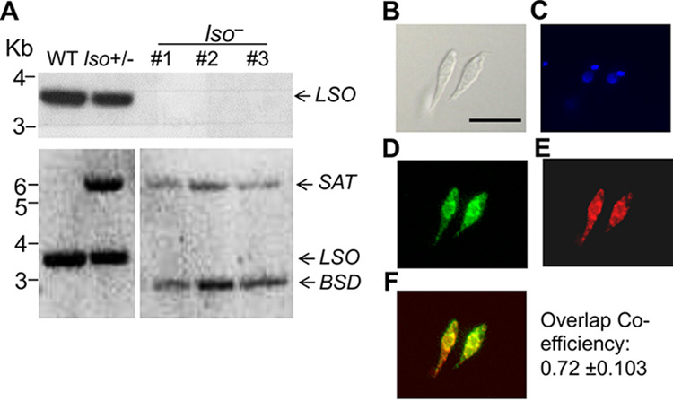 FIG 1