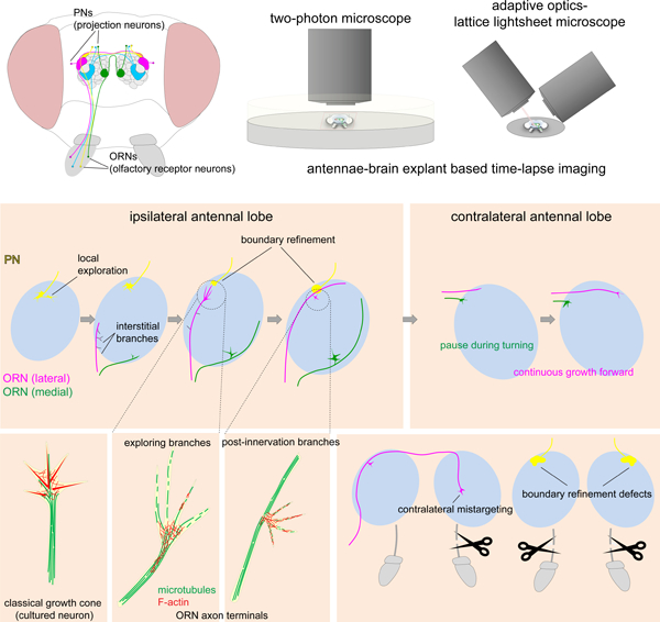 graphic file with name nihms-1736620-f0001.jpg