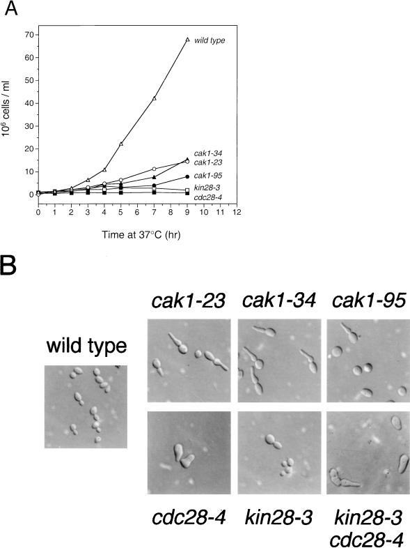 FIG. 1