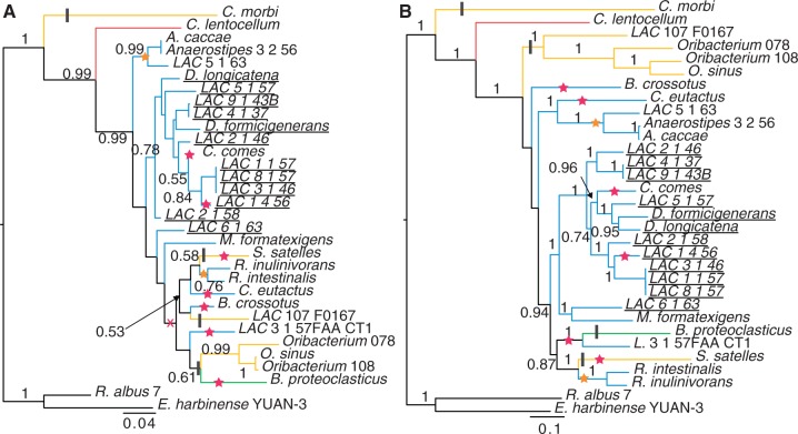 A Phylogenomic View of Ecological Specialization in the Lachnospiraceae ...