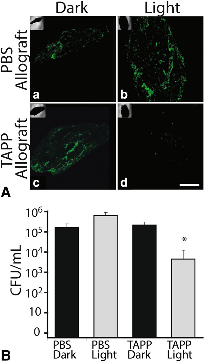 Fig. 4A–B