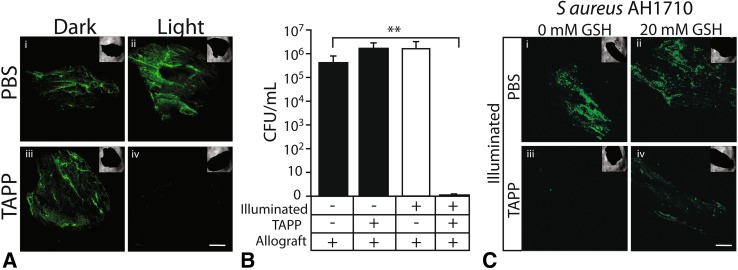 Fig. 3A–C