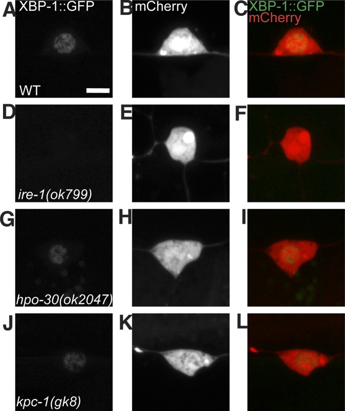 Figure 6—figure supplement 1.