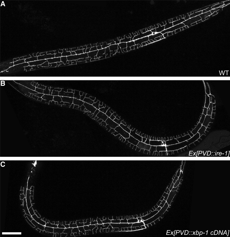 Figure 1—figure supplement 3.