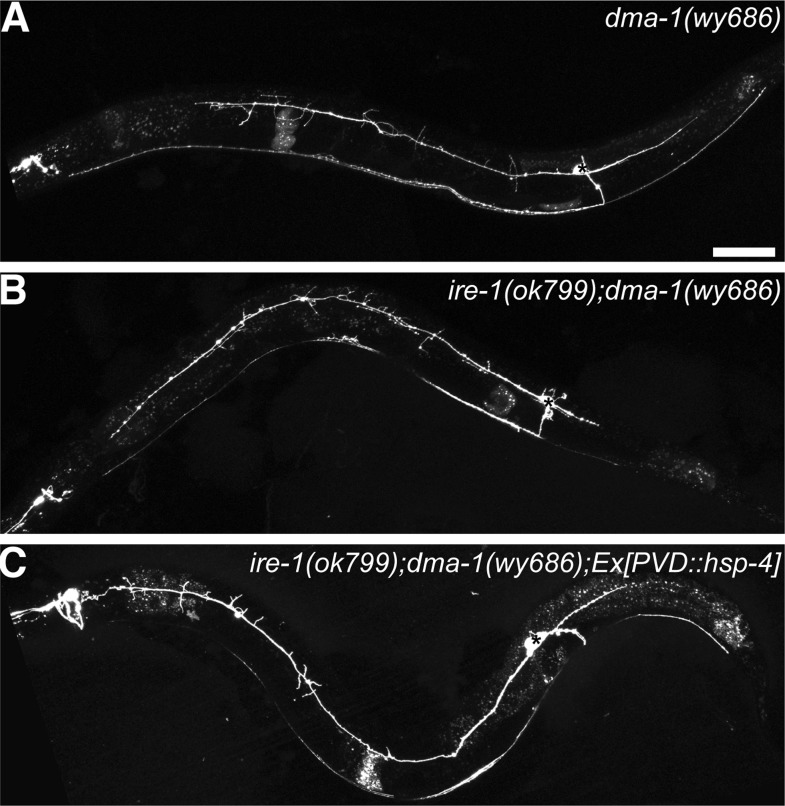 Figure 3—figure supplement 1.